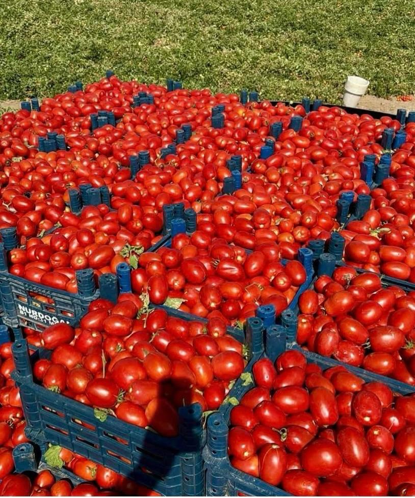 Salça üretim süreci